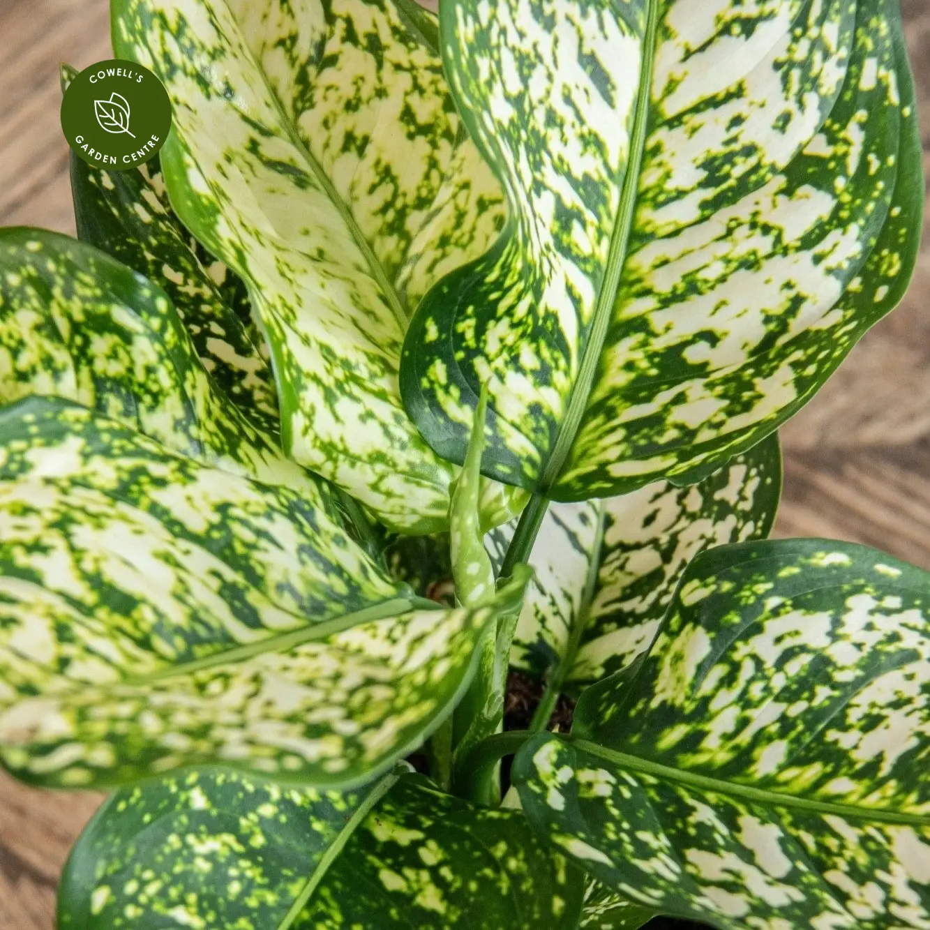 Aglaonema 'Ivory Jade' 4 Aglaonema 'Ivory Jade' - Image 2