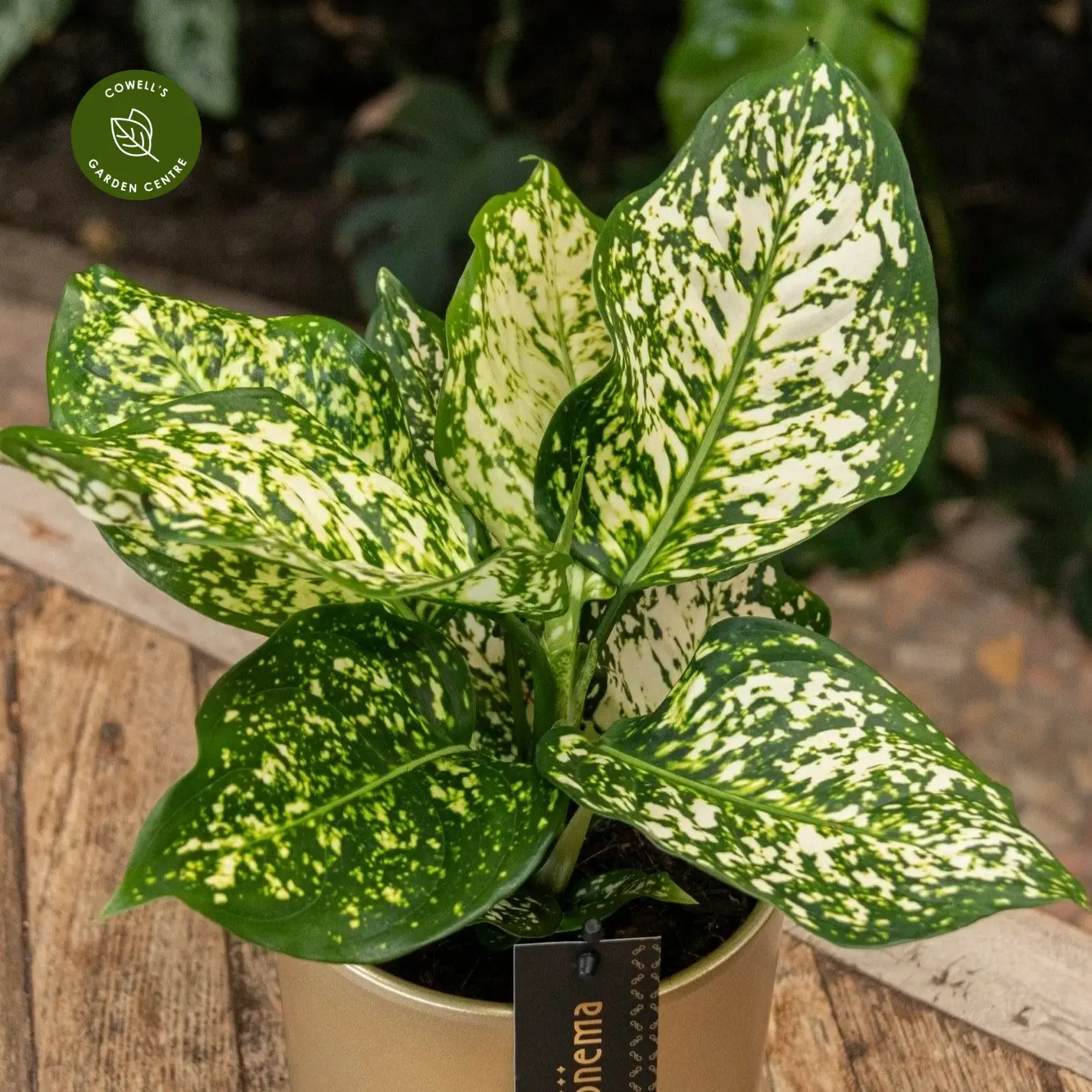 Aglaonema 'Ivory Jade' 5 Aglaonema 'Ivory Jade' - Image 3