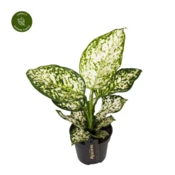 Aglaonema 'Ivory Jade'