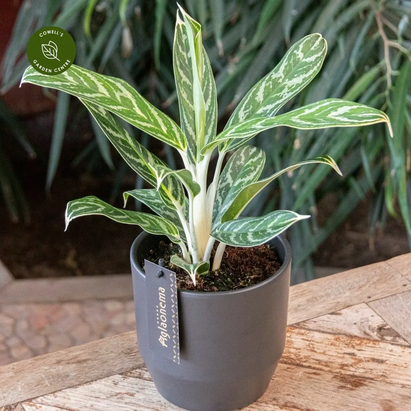 Aglaonema 'Ivy Green' 4 Aglaonema 'Ivy Green' - Image 2