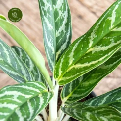 Aglaonema 'Ivy Green' 8 Aglaonema 'Ivy Green' -Garden Care Supply Store aglaonema ivy green 1333x1333 652e444313834 l