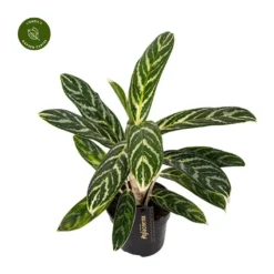 Aglaonema 'Ivy Green'