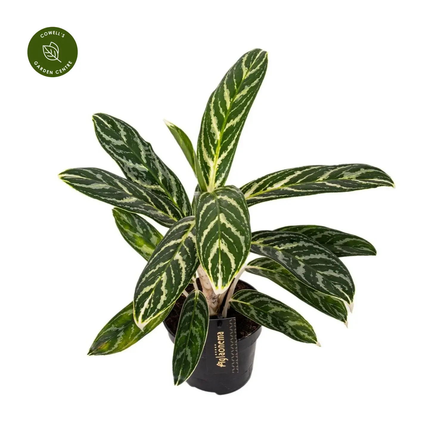 Aglaonema 'Ivy Green' 3 Aglaonema 'Ivy Green'