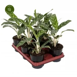 Aglaonema 'Ivy Green' 9 Aglaonema 'Ivy Green' -Garden Care Supply Store aglaonema ivy green 787x787 63d659f97f689 l