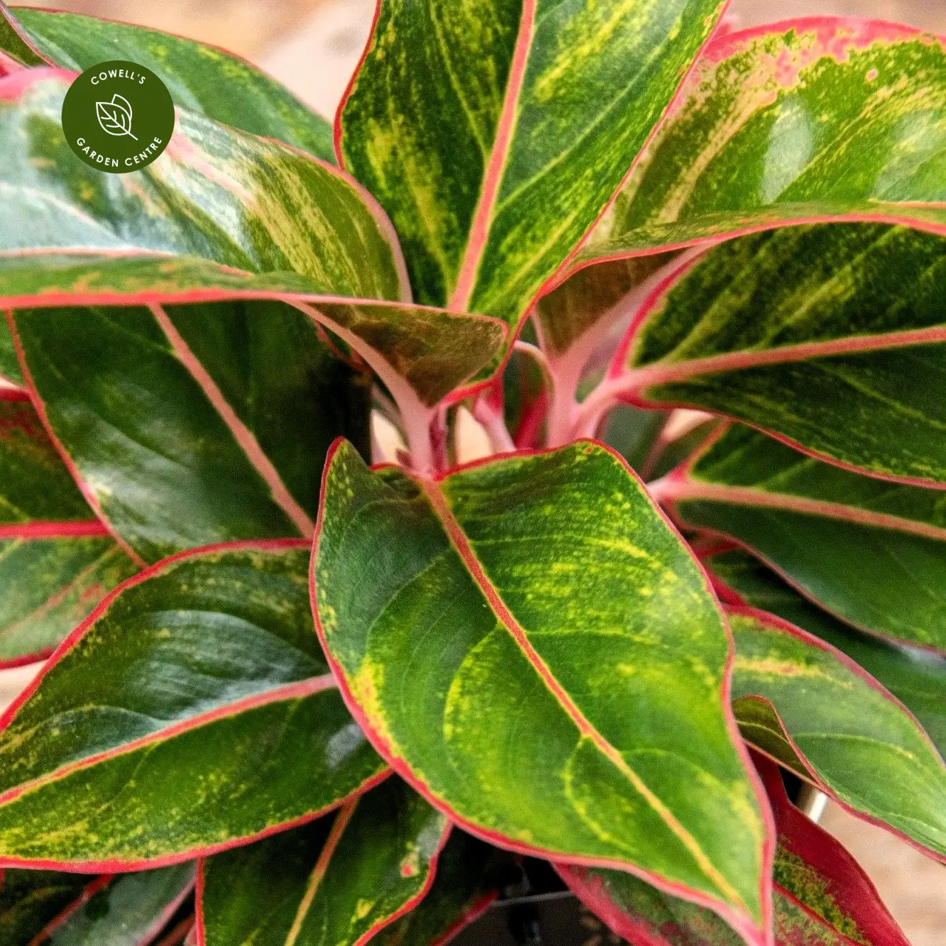 Aglaonema 'Jungle Red' 12cm 4 Aglaonema 'Jungle Red' 12cm - Image 2