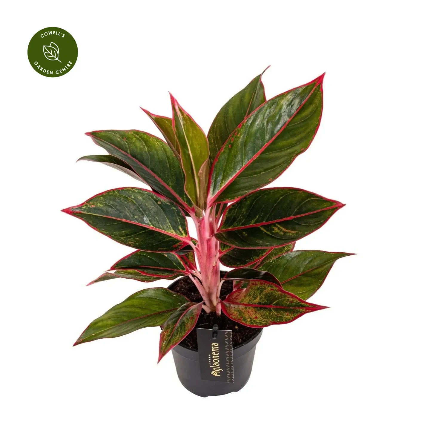 Aglaonema 'Jungle Red' 12cm 3 Aglaonema 'Jungle Red' 12cm
