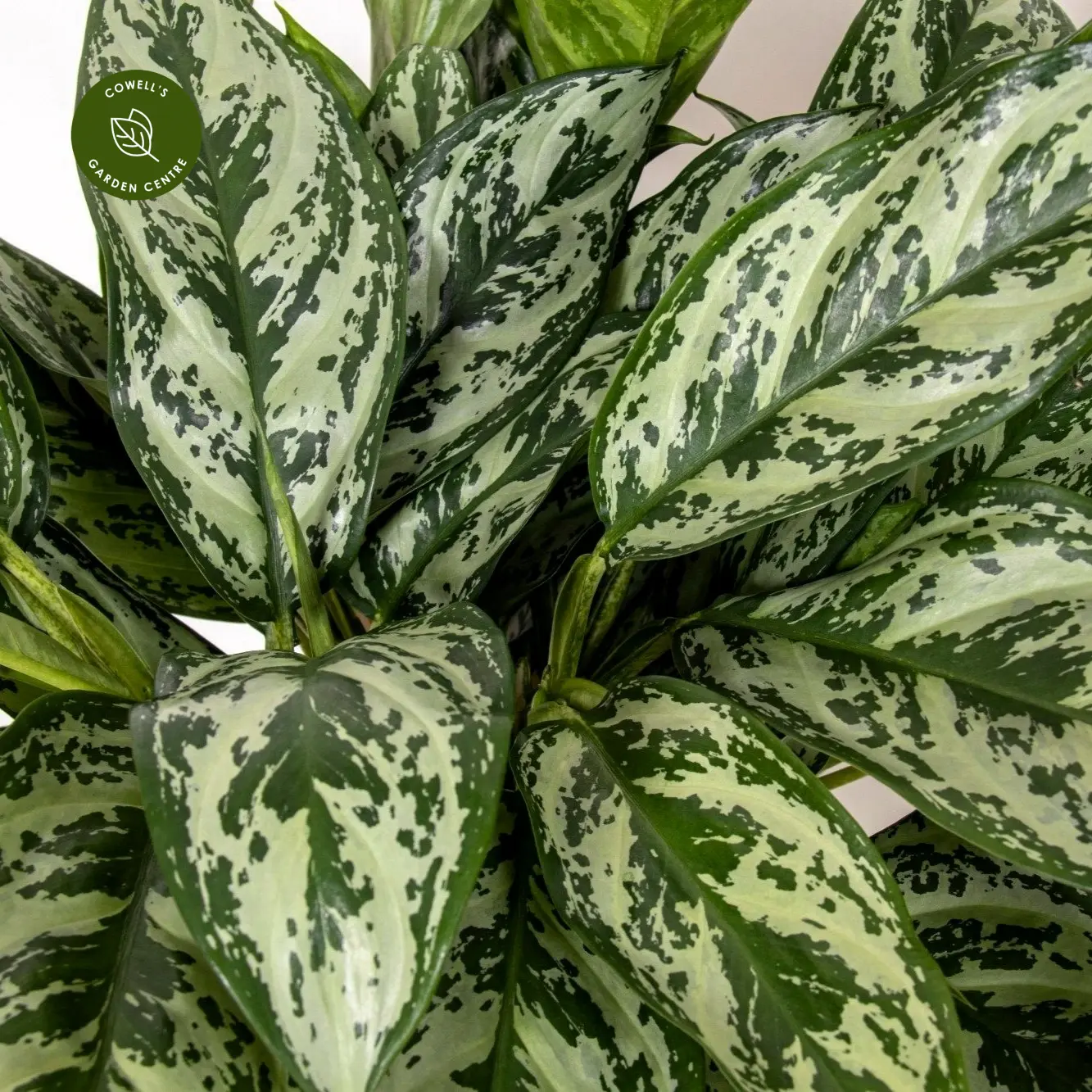 Aglaonema 'Laurel Green' 4 Aglaonema 'Laurel Green' - Image 2