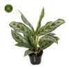 Aglaonema 'Laurel Green' -Garden Care Supply Store aglaonema laurel green 1413x1413 652e44ce83347 l