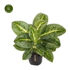Aglaonema 'Lemon Mint'