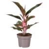 Aglaonema 'Light Pink Star' 1 Aglaonema 'Light Pink Star' -Garden Care Supply Store aglaonema light pink star 1536x1536 61f2e210cb351 l