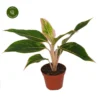 Aglaonema 'Lipstick Pink' -Garden Care Supply Store aglaonema lipstick 1200x1200 64ef033abd356 l