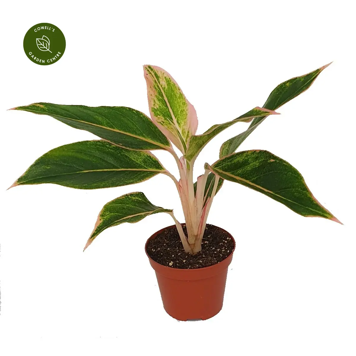 Aglaonema 'Lipstick Pink' 3 Aglaonema 'Lipstick Pink'