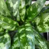 Aglaonema 'Maria' 14cm 1 Aglaonema 'Maria' 14cm -Garden Care Supply Store aglaonema maria 1512x1512 62bc73b36bb16 l