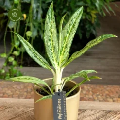 Aglaonema 'Matcha Lemon' -Garden Care Supply Store aglaonema matcha lemon 1333x1333 652e536b6b1be l