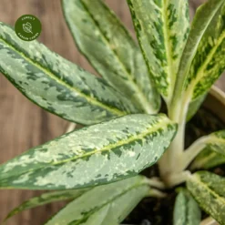 Aglaonema 'Matcha Lemon' -Garden Care Supply Store aglaonema matcha lemon 1333x1333 652e536cb822e l