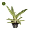 Aglaonema 'Matcha Lemon' 1 Aglaonema 'Matcha Lemon' -Garden Care Supply Store aglaonema matcha lemon 1413x1413 652e536a53b14 l