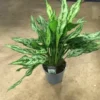 Aglaonema 'Miss Juliette' 2 Aglaonema 'Miss Juliette' -Garden Care Supply Store aglaonema miss juliette 899x898 61f3651f7dfb2 l