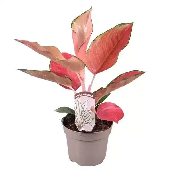 Aglaonema 'Orange Star' 12cm 3 Aglaonema 'Orange Star' 12cm