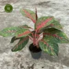 Aglaonema 'Pincut' 2 Aglaonema 'Pincut' -Garden Care Supply Store aglaonema pincut 877x877 63d65475412f3 l