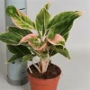 Aglaonema 'Pink Aurora' 2 Aglaonema 'Pink Aurora' -Garden Care Supply Store aglaonema pink aurora 399x398 62cd716a7c416 l