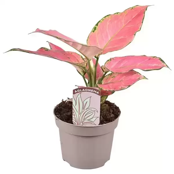 Aglaonema 'Pink Star' 3 Aglaonema 'Pink Star'