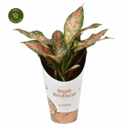 Aglaonema 'Point Star'