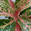Aglaonema 'Prestige' 12cm 2 Aglaonema 'Prestige' 12cm -Garden Care Supply Store aglaonema prestige 1499x1500 61f2cd1e6a94a l