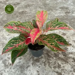 Aglaonema 'Red Emerald'