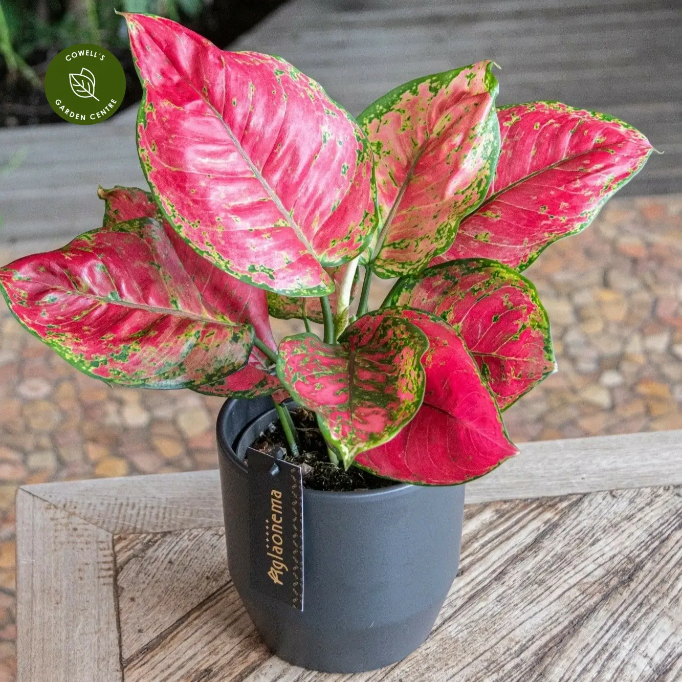 Aglaonema 'Red Joy' 4 Aglaonema 'Red Joy' - Image 2