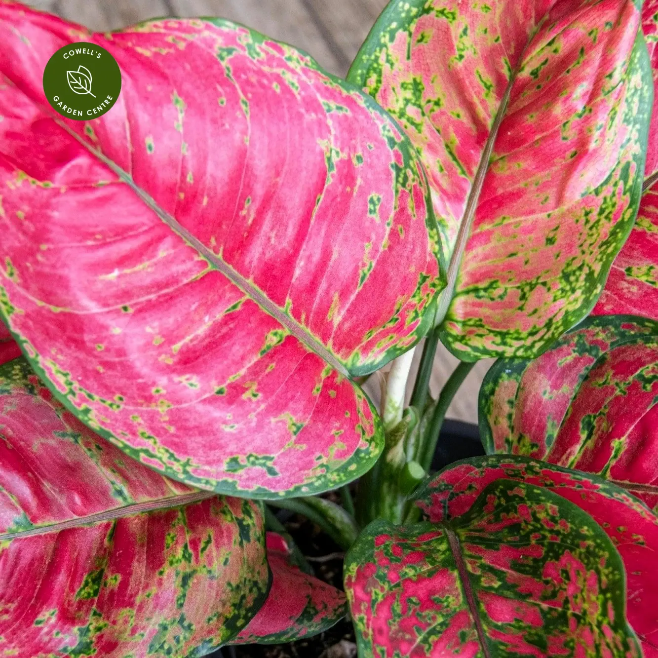 Aglaonema 'Red Joy' 5 Aglaonema 'Red Joy' - Image 3
