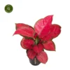 Aglaonema 'Red Joy' 1 Aglaonema 'Red Joy' -Garden Care Supply Store aglaonema red joy 1413x1413 652e3b79be49f l
