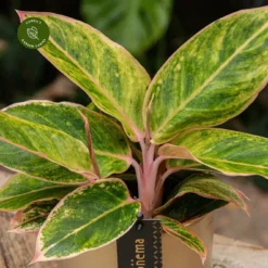Aglaonema 'Salmon Fantasy' 8 Aglaonema 'Salmon Fantasy' -Garden Care Supply Store aglaonema salmon fantasy 1333x1333 652e3c8274bfa l