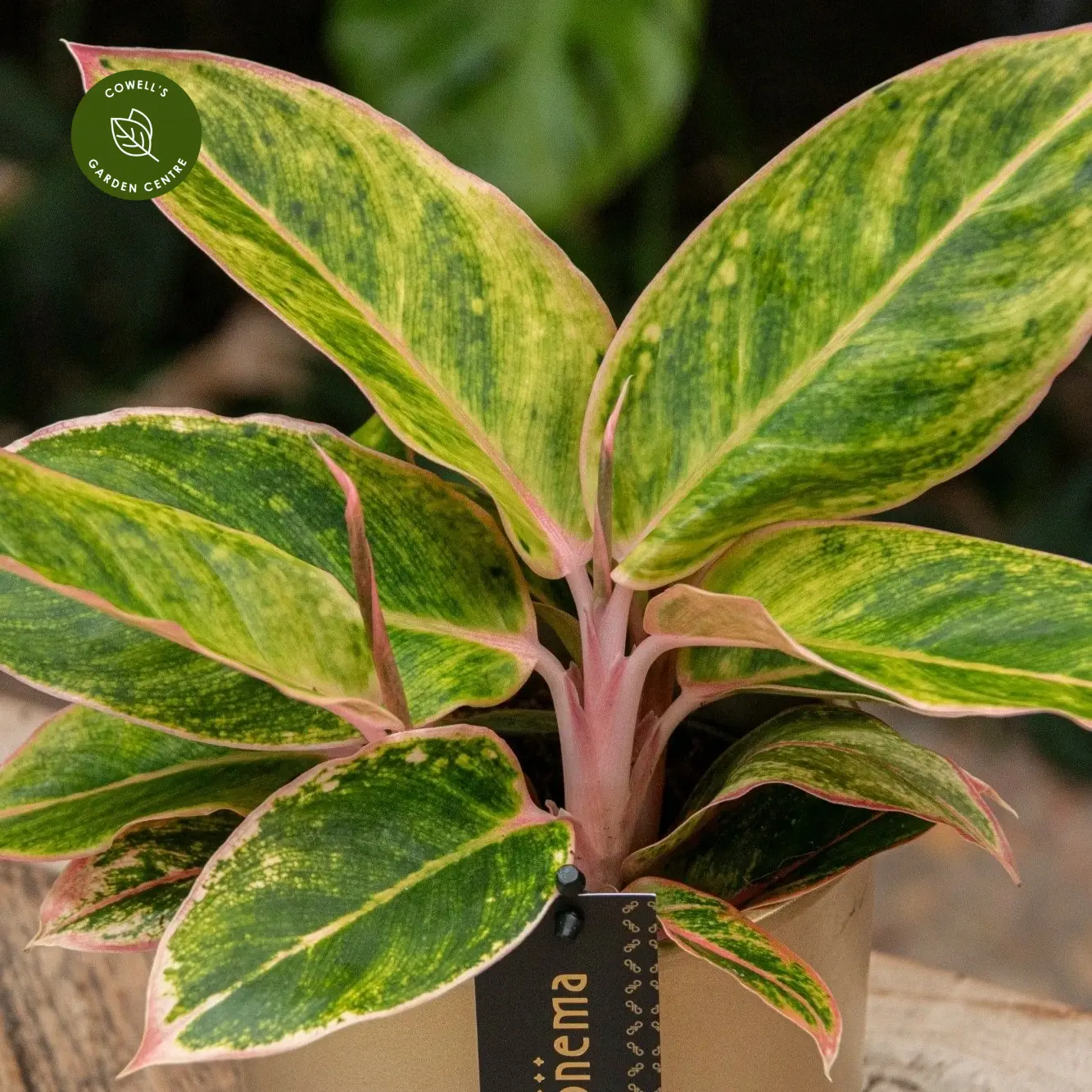 Aglaonema 'Salmon Fantasy' 4 Aglaonema 'Salmon Fantasy' - Image 2