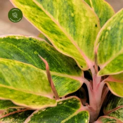 Aglaonema 'Salmon Fantasy' 9 Aglaonema 'Salmon Fantasy' -Garden Care Supply Store aglaonema salmon fantasy 1333x1333 652e3c83ce659 l