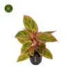 Aglaonema 'Salmon Fantasy' 1 Aglaonema 'Salmon Fantasy' -Garden Care Supply Store aglaonema salmon fantasy 1413x1413 652e3c816aa60 l