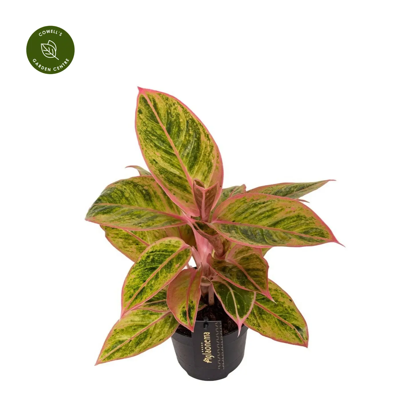 Aglaonema 'Salmon Fantasy' 3 Aglaonema 'Salmon Fantasy'