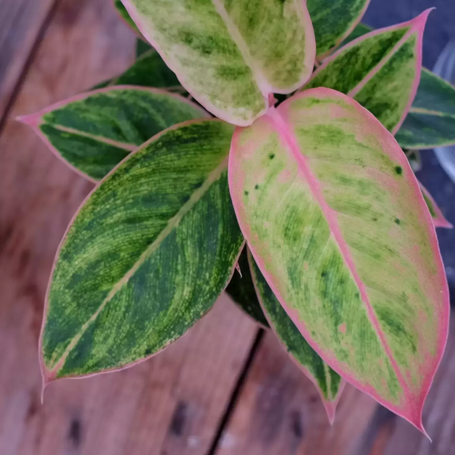 Aglaonema 'Salmon Fantasy' 6 Aglaonema 'Salmon Fantasy' - Image 4