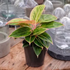 Aglaonema 'Salmon Fantasy' 11 Aglaonema 'Salmon Fantasy' -Garden Care Supply Store aglaonema salmon fantasy 1536x1536 61f3241c57c8e l