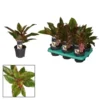 Aglaonema 'Siam' 1 Aglaonema 'Siam' -Garden Care Supply Store aglaonema siam 600x600 61f2e33e02b25 l