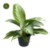Aglaonema 'Silver Bay' 14cm 2 Aglaonema 'Silver Bay' 14cm -Garden Care Supply Store aglaonema silver bay 1536x1536 64465a85958cf l