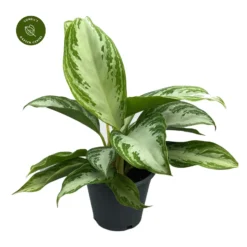 Aglaonema 'Silver Bay' 14cm