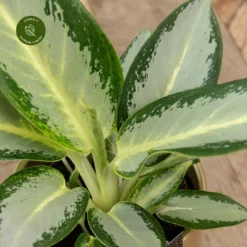 Aglaonema 'Silver Blue' -Garden Care Supply Store aglaonema silver blue 1333x1333 64f5ac15c3a50 l