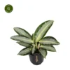 Aglaonema 'Silver Blue' 1 Aglaonema 'Silver Blue' -Garden Care Supply Store aglaonema silver blue 1413x1413 64f5ac13830a7 l