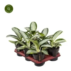 Aglaonema 'Silver Blue' -Garden Care Supply Store aglaonema silver blue 566x566 6475ad26afd59 l