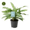 Aglaonema 'Silver Queen' 1 Aglaonema 'Silver Queen' -Garden Care Supply Store aglaonema silver queen 2000x2000 638c68cd1c07e l