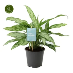 Aglaonema 'Silver Queen'