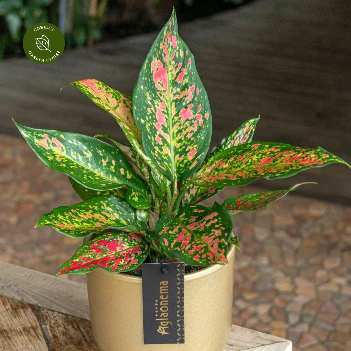 Aglaonema 'Strawberry Baby' 4 Aglaonema 'Strawberry Baby' - Image 2