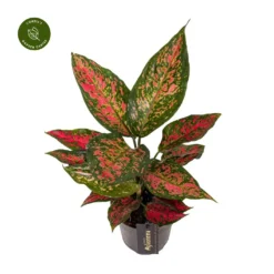 Aglaonema 'Strawberry Baby'