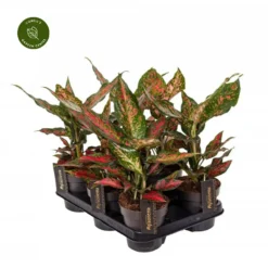 Aglaonema 'Strawberry Baby' 7 Aglaonema 'Strawberry Baby' -Garden Care Supply Store aglaonema strawberry baby 847x847 64d0d6d6c9bb7 l