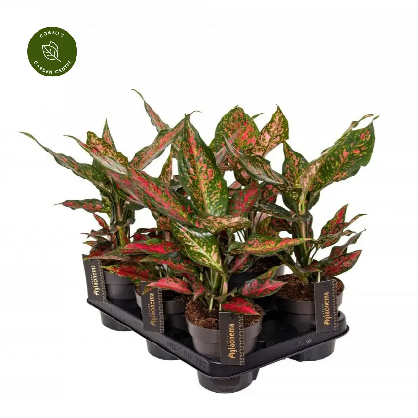 Aglaonema 'Strawberry Baby' 5 Aglaonema 'Strawberry Baby' - Image 3